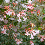 ABELIA GRANDIFLORA