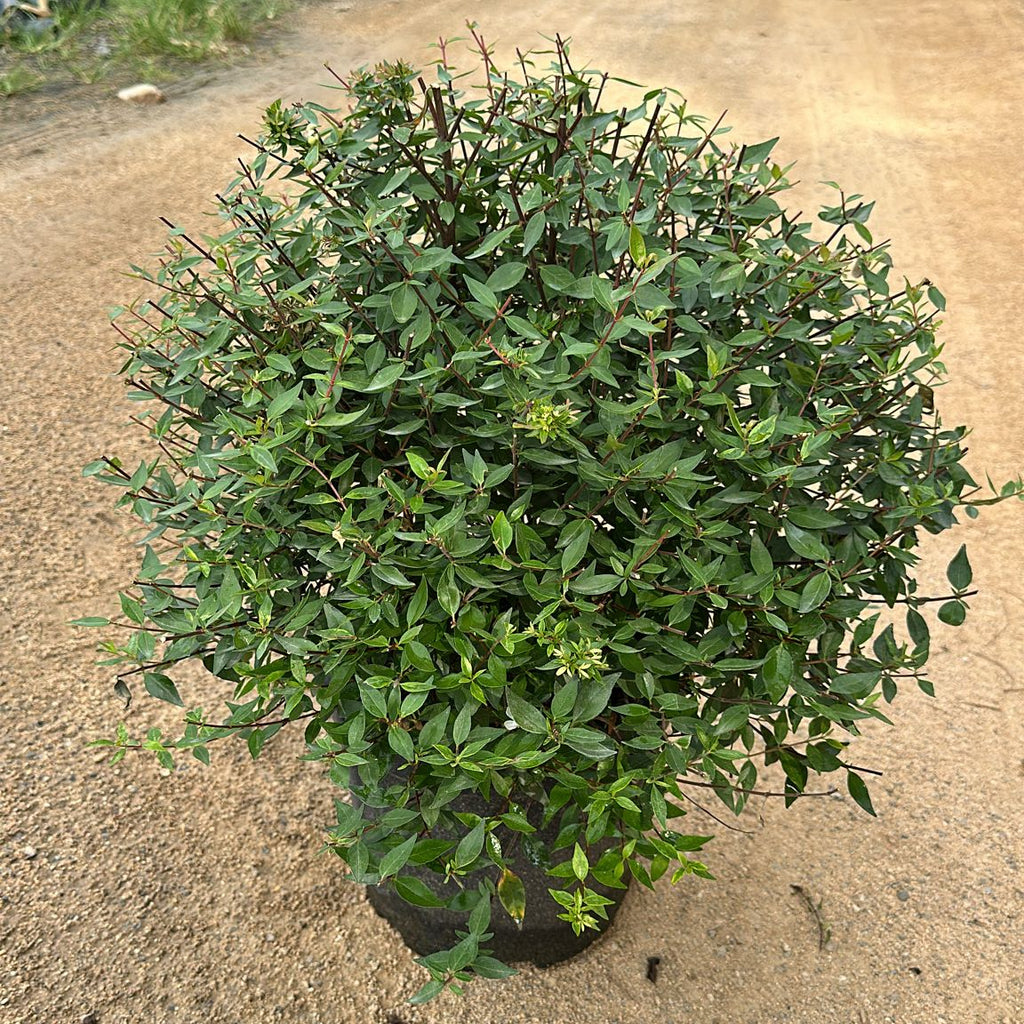 Abelia Grandiflora "Prostata"