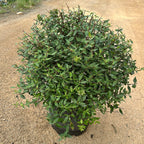 Abelia Grandiflora "Prostata"