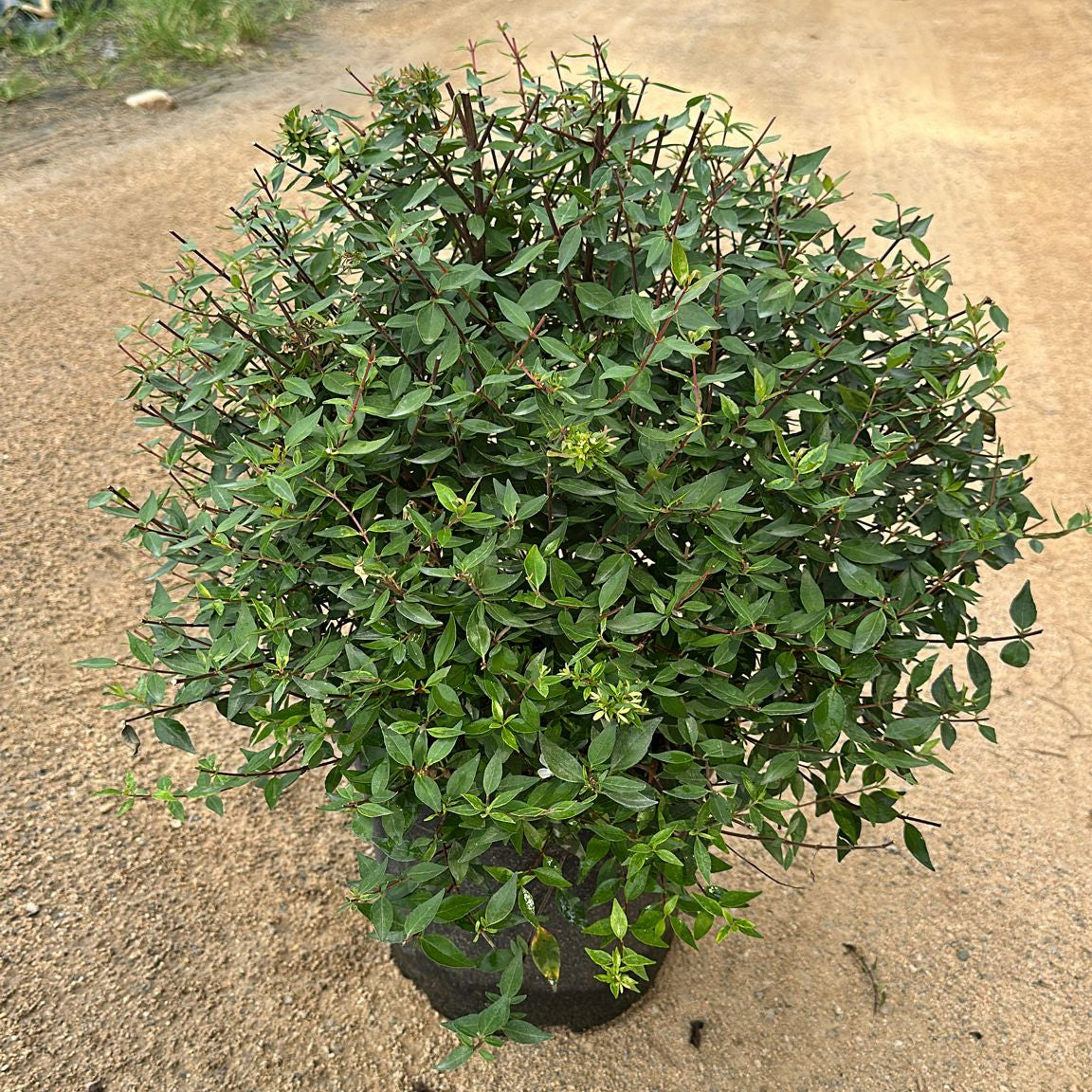Abelia Grandiflora "Prostata"