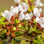 Abelia Grandiflora "Prostata"