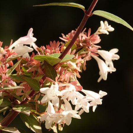 Abelia floribunda
