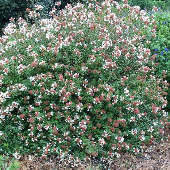 Abelia × grandiflora