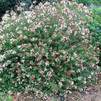 Abelia × grandiflora