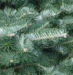 Abies koreana 'Tordis'