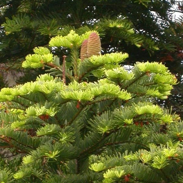 Abies Grandis