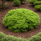 Abies koreana 'Brillant'