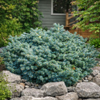 Abies koreana 'Tannja'