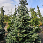 Abies koreana 'Tordis'