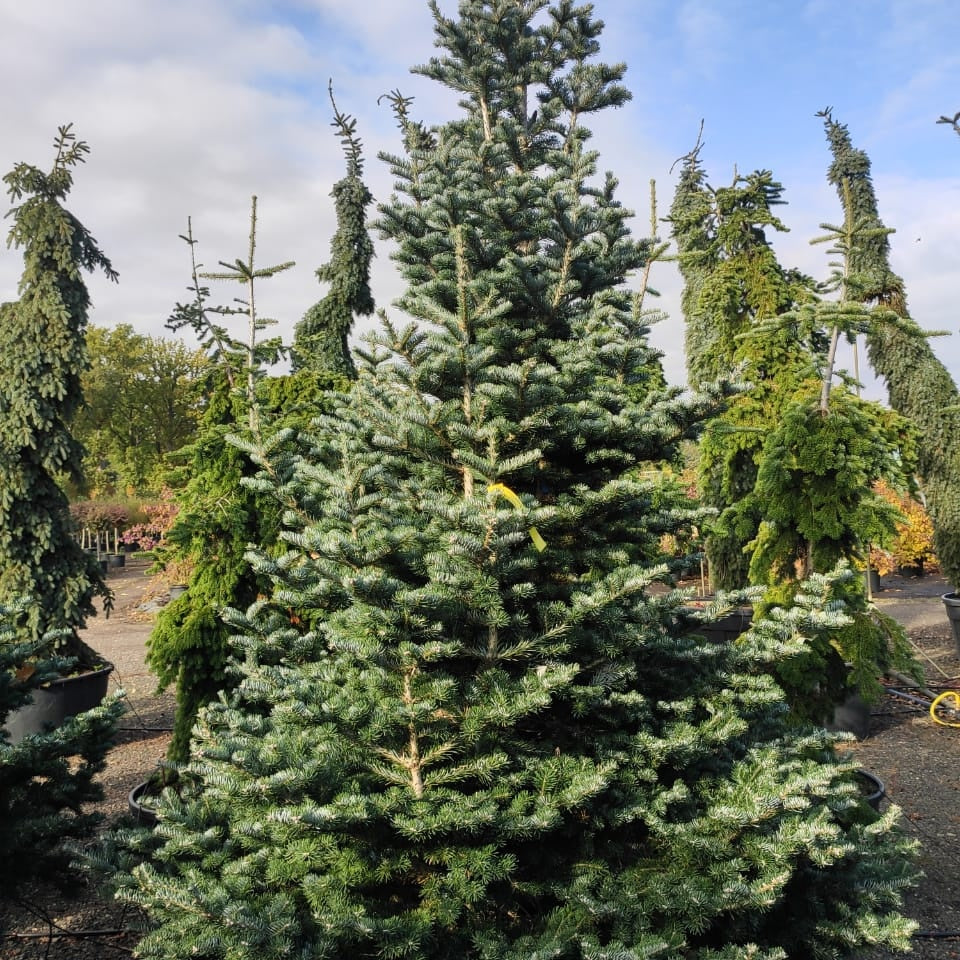 Abies koreana 'Tordis'