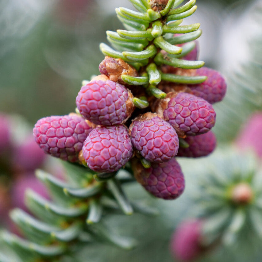 Abies Pinsapo | Cepellón