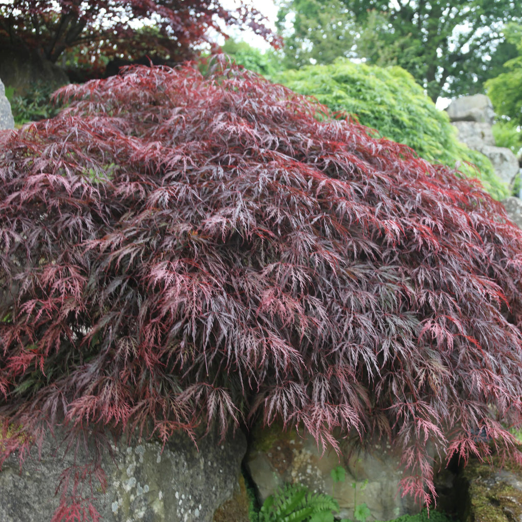 Acer palm. 'Inaba-shidare'
