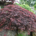 Acer palm. 'Inaba-shidare'