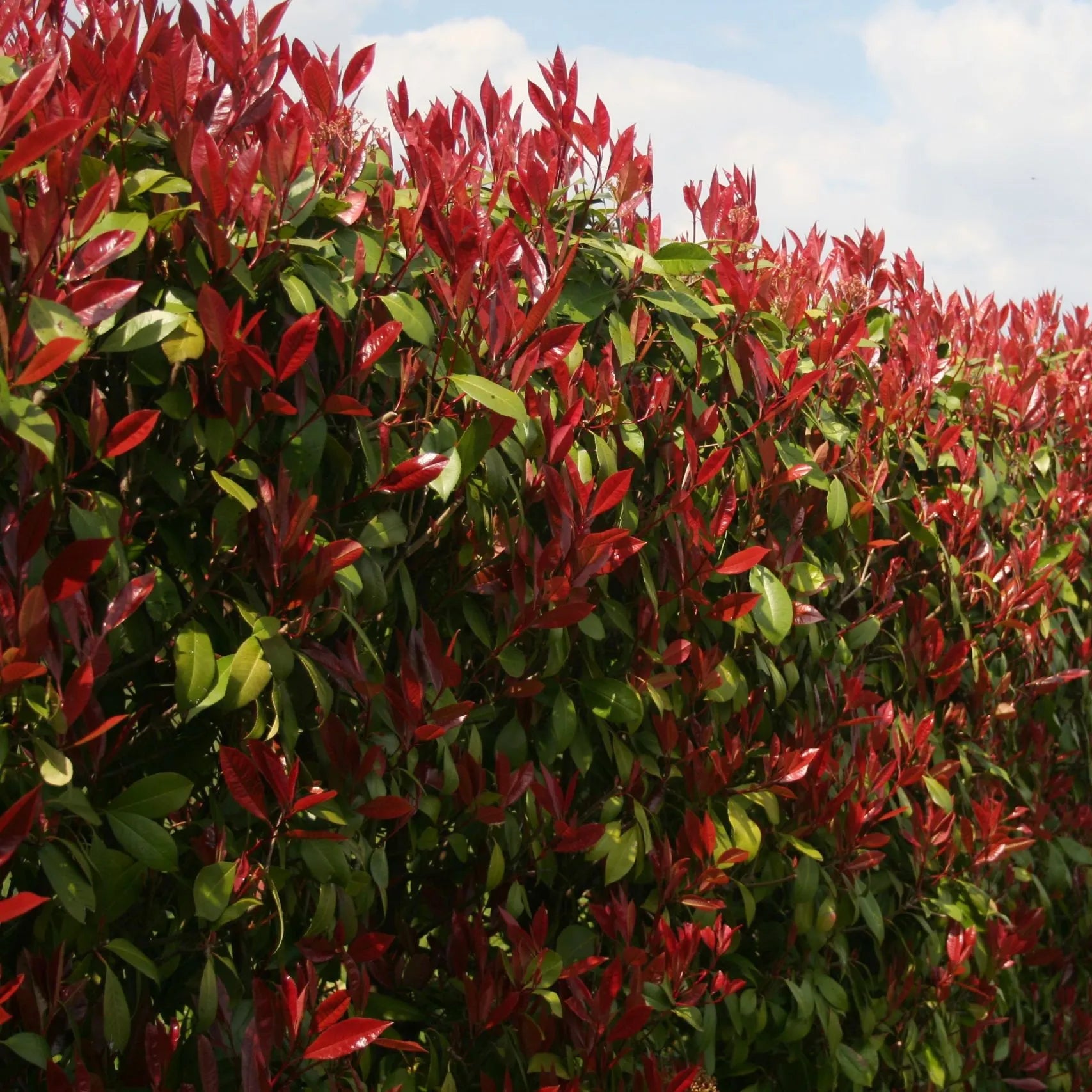 Photinia Fraseri "Red Robin"