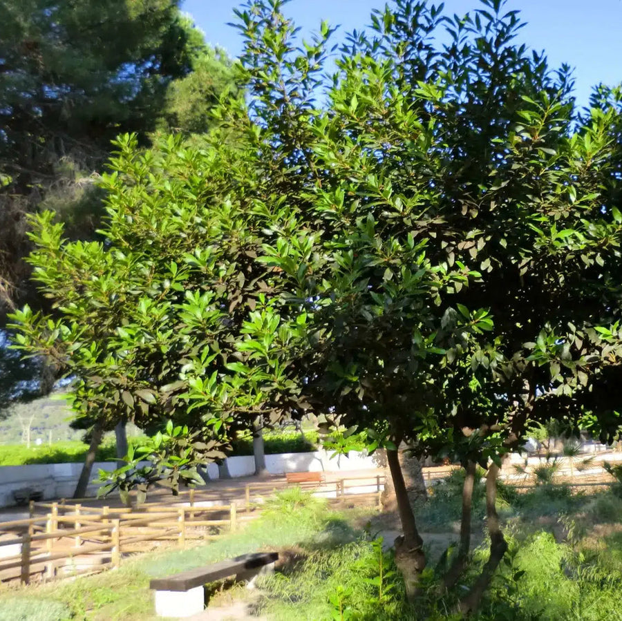 Laurus Nobilis