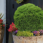 Thuja orientalis 'Tiny Tim'