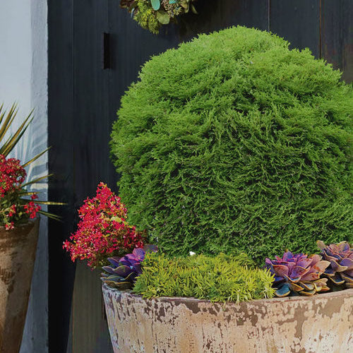 Thuja orientalis 'Tiny Tim'