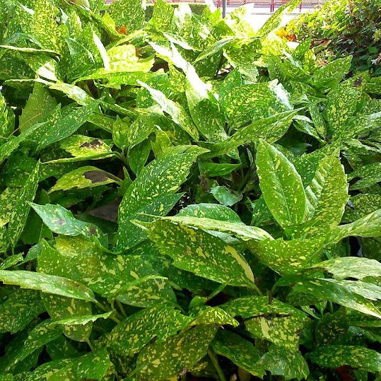 Aucuba Japonica