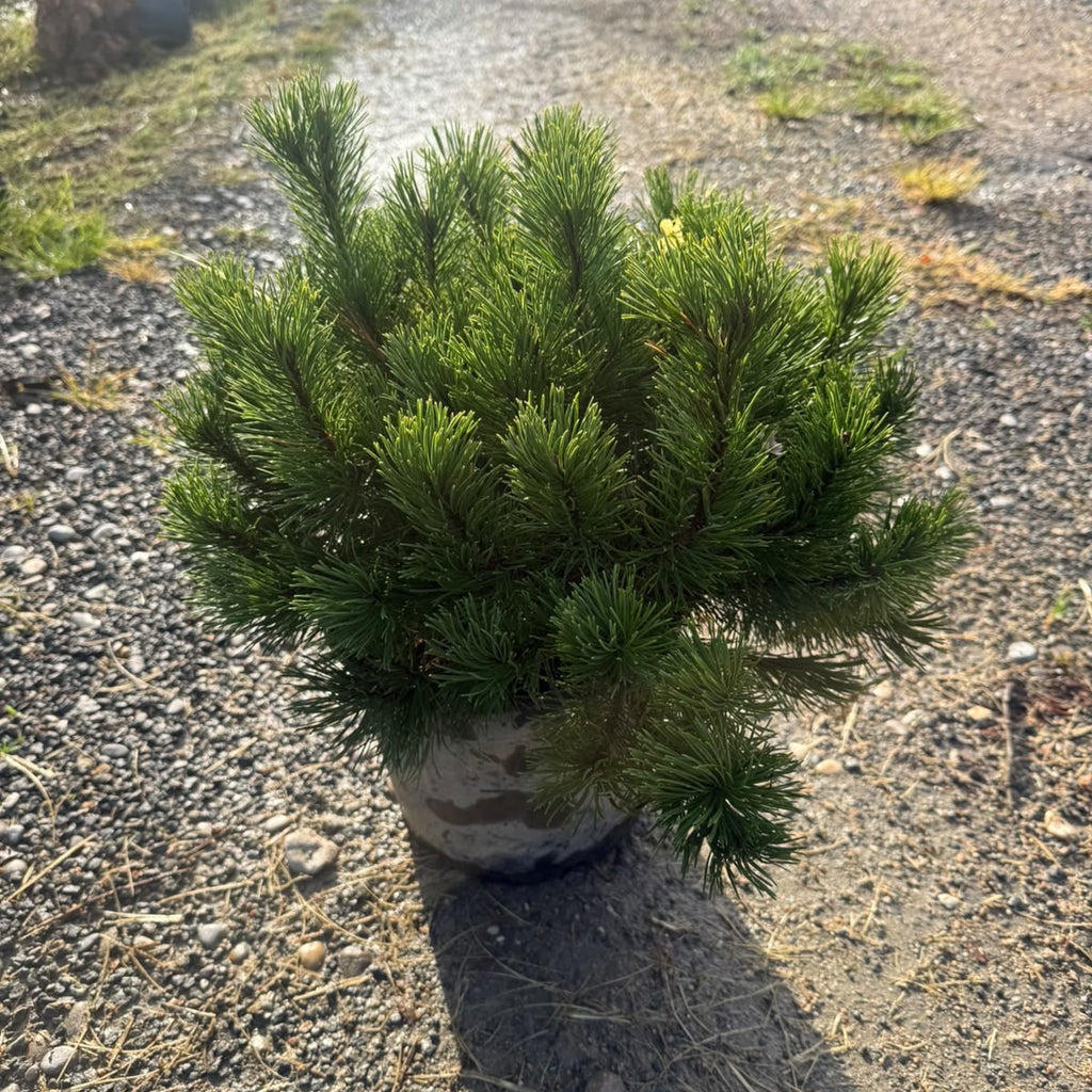 Pinus Mugo Mops