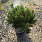 Pinus Mugo Mops