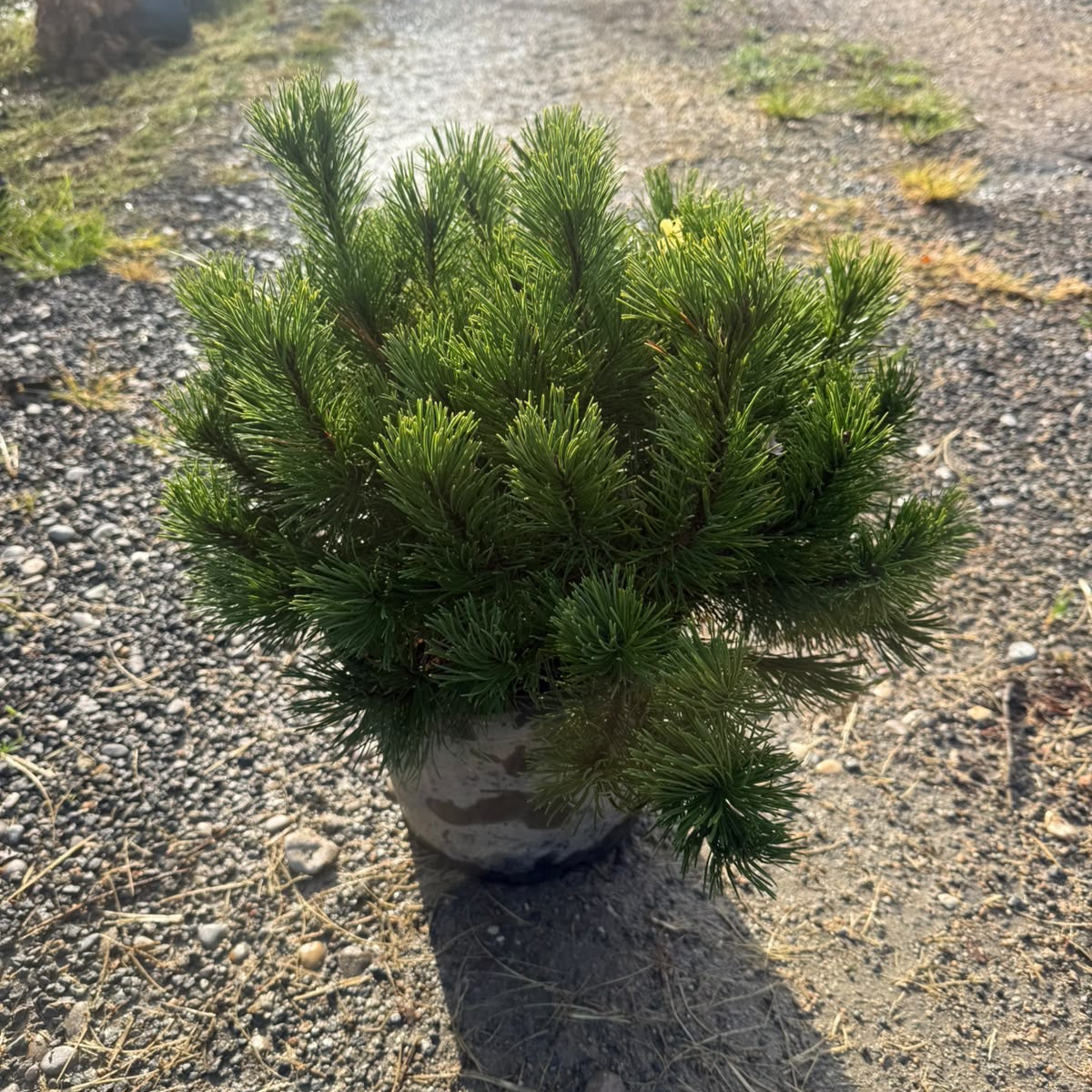 Pinus Mugo Mops