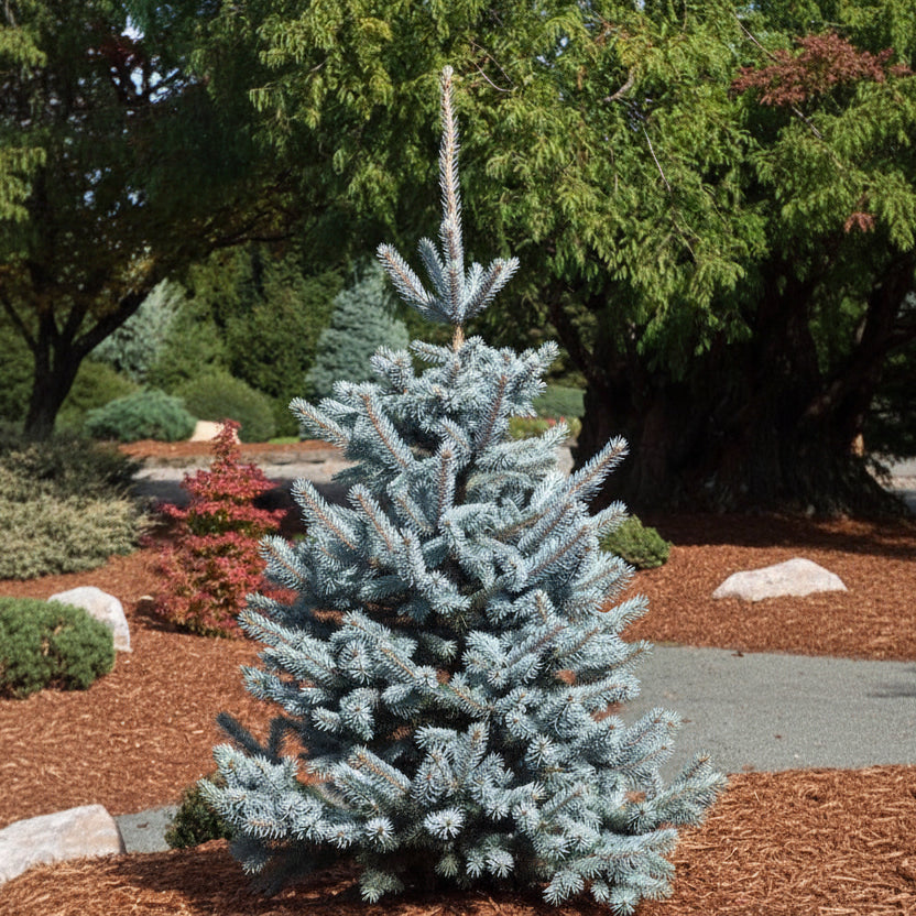 Picea Pungens Glauca Hoopsii