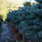 Picea Pungens Glauca Globosa 1/2 T.