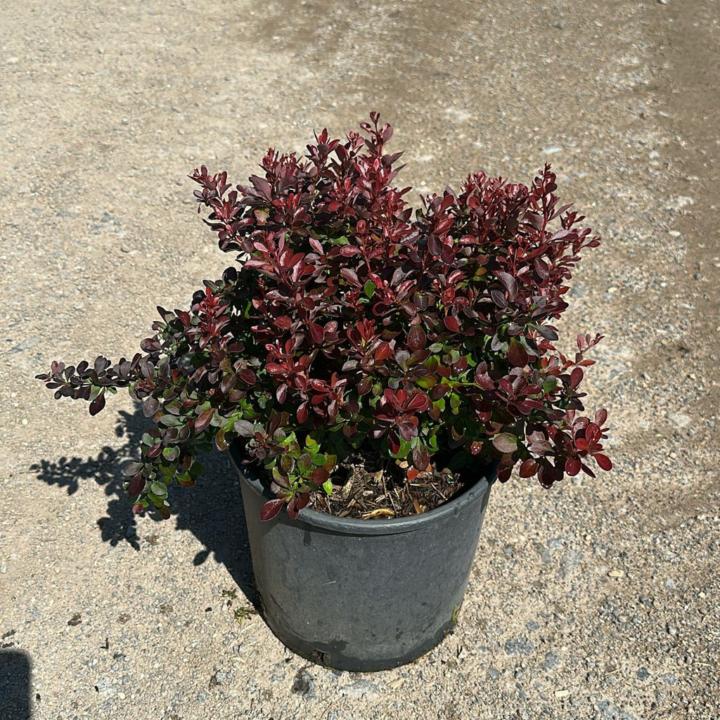 Berberis Thumergii Atr. Nana