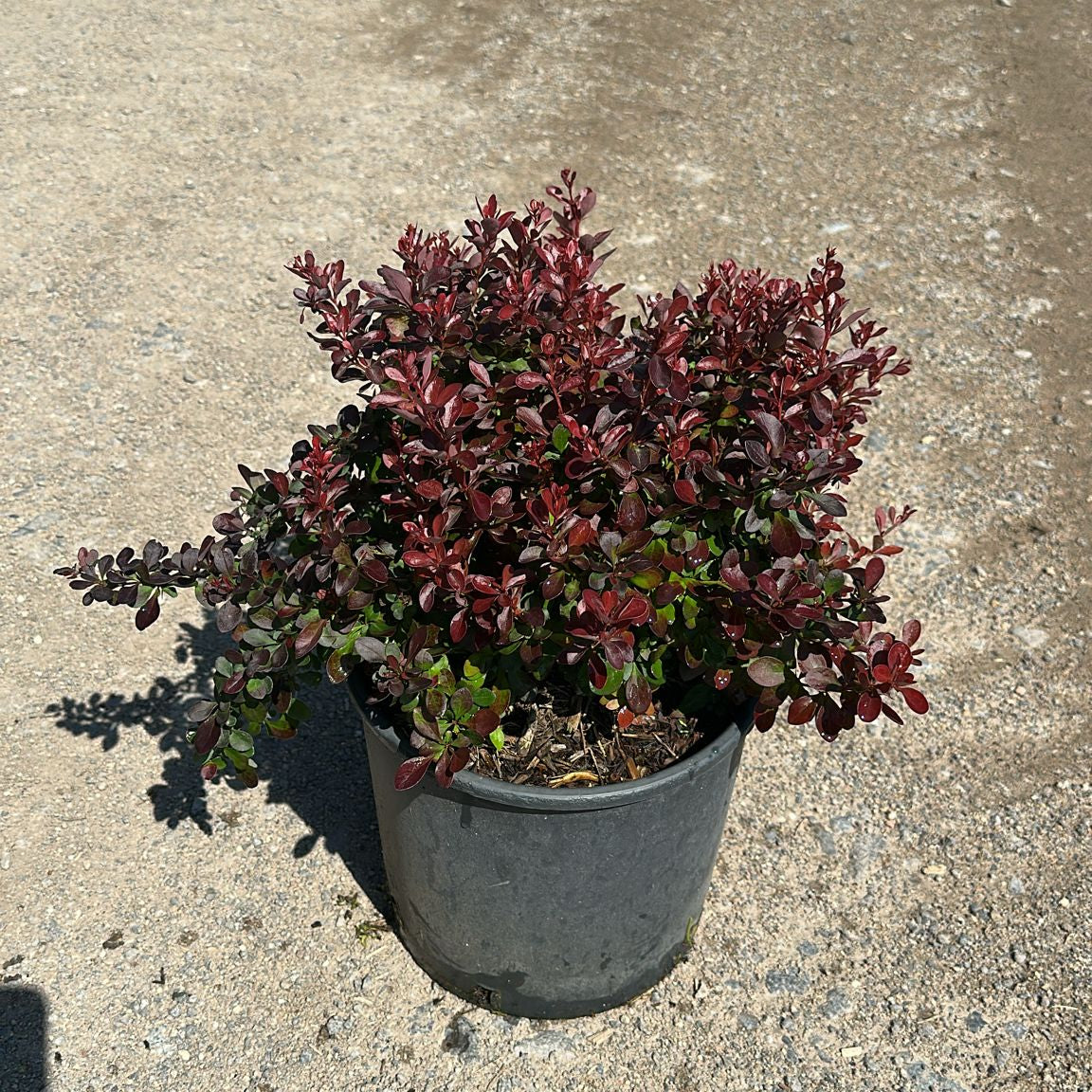 Berberis Thumergii Atr. Nana