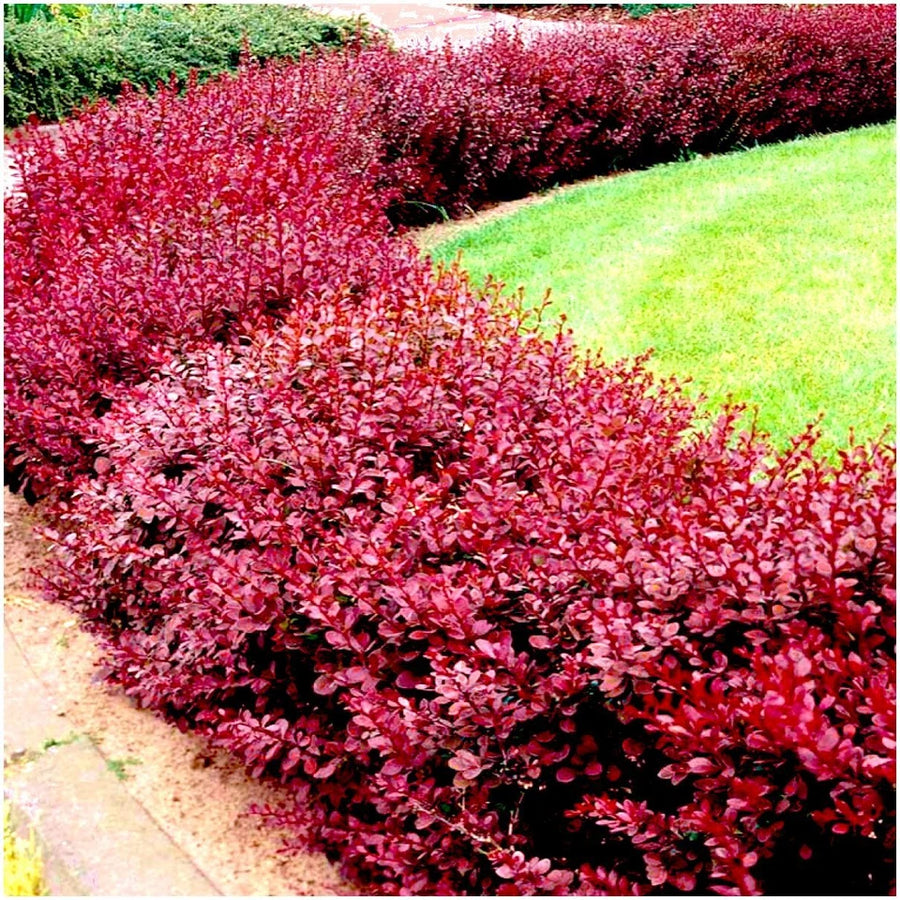 Berberis Thumergii Atr. Nana