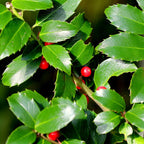 Ilex x Meserveae Blue Maid arbustiu