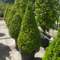Buxus Microphylla Faulkner Cono