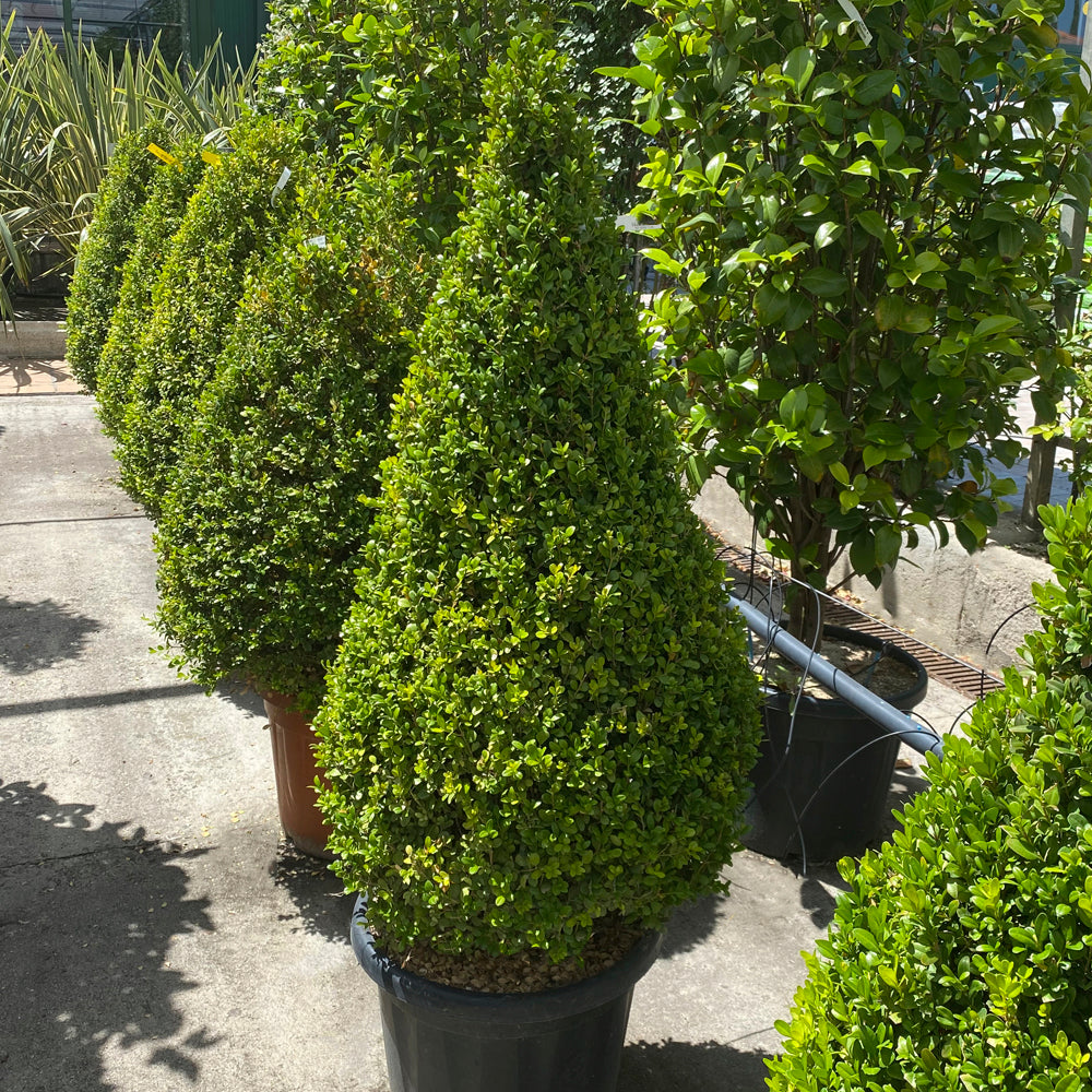Buxus Microphylla Faulkner Cono