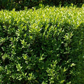 Buxus Sempervirens Arbustiu