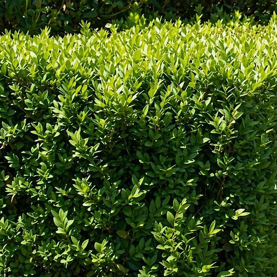 Buxus Sempervirens Arbustiu