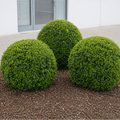 Buxus Sempervirens Bola