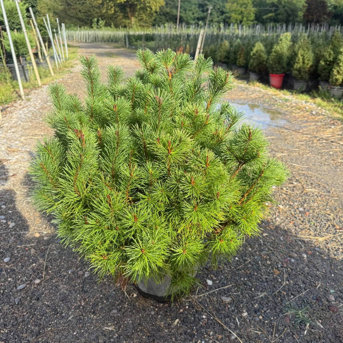 Pinus Mugo Mops