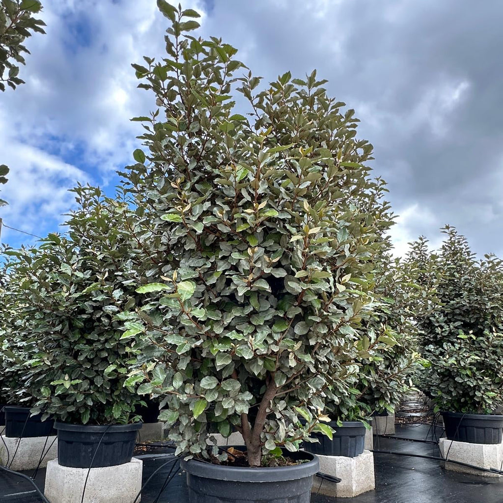 Eleagnus Ebbengey