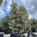 Eleagnus Ebbengey