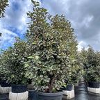 Eleagnus Ebbengey