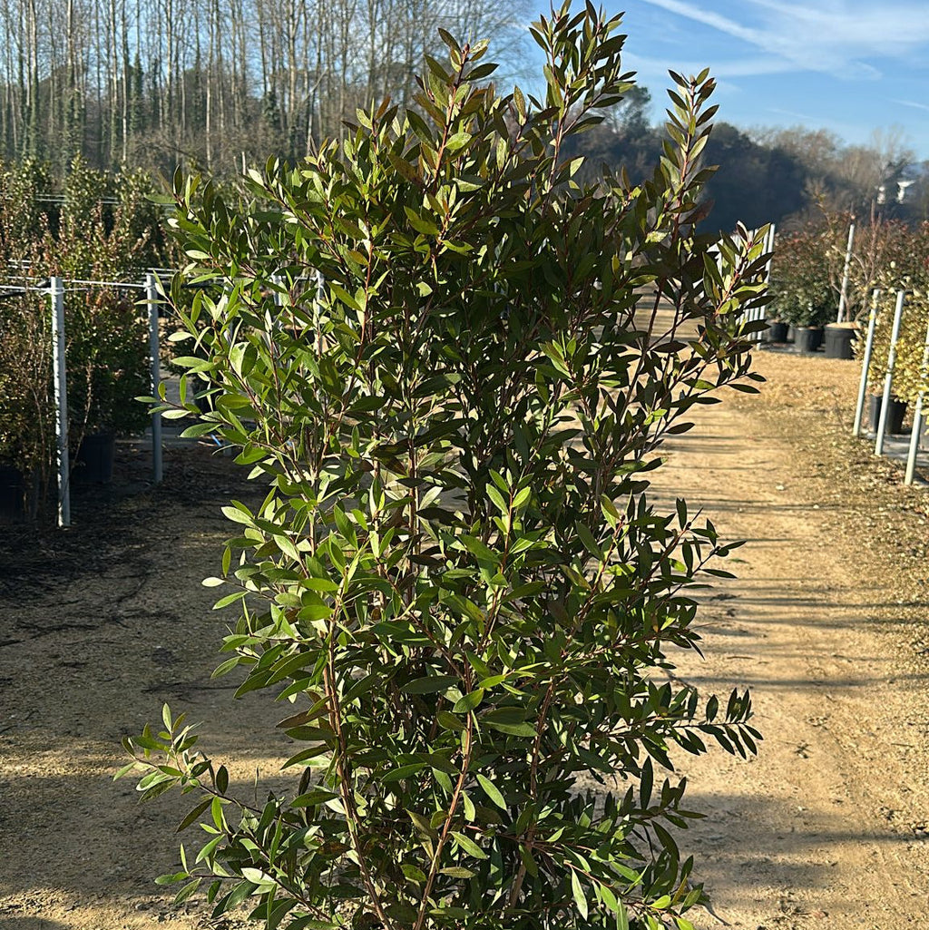 Callistemon Citrinus Splendens