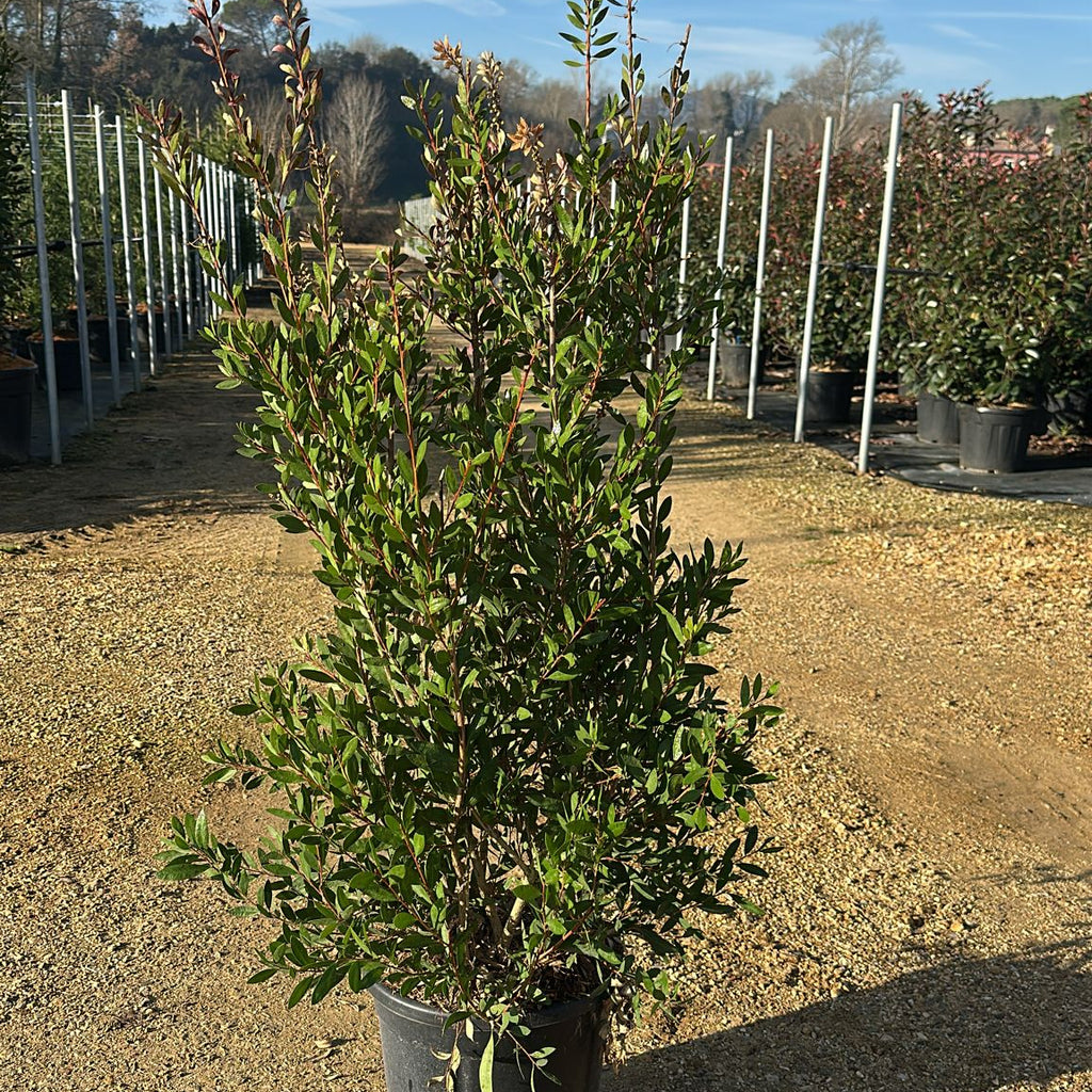Callistemon Laevis