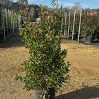 Callistemon Laevis