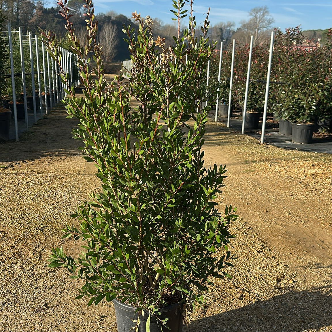 Callistemon Laevis
