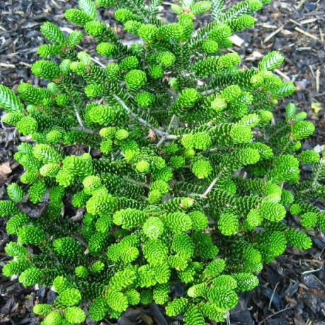 Abies koreana 'Oberon'
