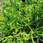 Thujopsis dolabrata 'Nana'
