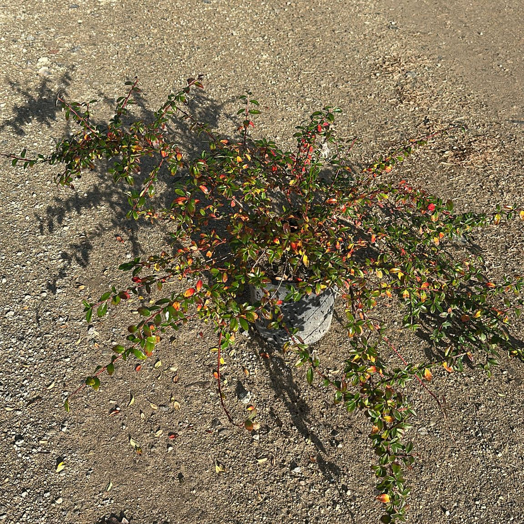 Cotoneaster Dammeri/ Skoholm