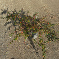 Cotoneaster Dammeri/ Skoholm