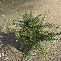 Cotoneaster Horizontalis