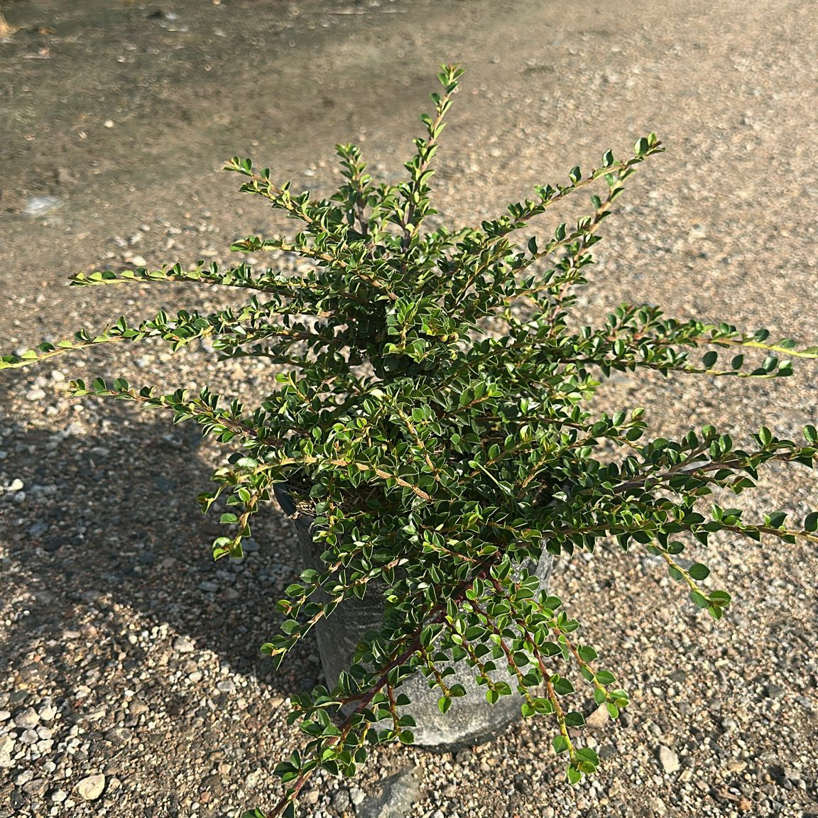 Cotoneaster Horizontalis